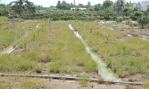 Tiền Giang: Cân nhắc việc chuyển đổi trồng dừa ồ ạt