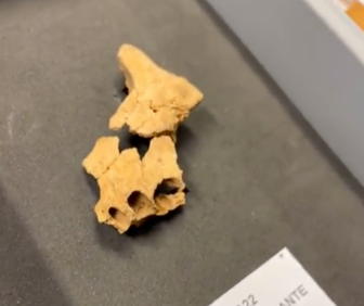 Giải mã phần xương mặt xa xưa nhất của loài người tiền sử