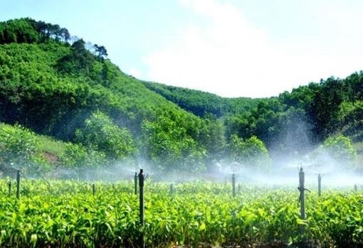 Phát triển lâm nghiệp trở thành ngành kinh tế - kỹ thuật hiện đại