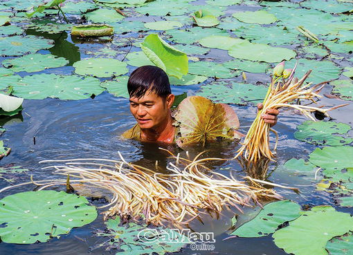 Trồng sen lấy ngó