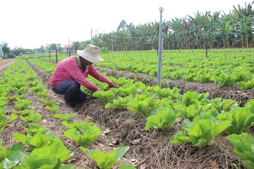 Trung tâm Công nghệ sinh học An Giang: Phân lập và tuyển chọn dòng vi khuẩn có khả năng hoạt tính diệt sâu