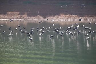 3.000 chim cốc đen xuất hiện ở hồ tại Quảng Nam