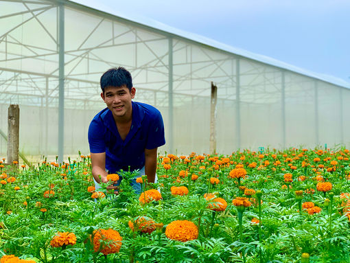 Mang hoa Đà Lạt về trồng trong nhà kính