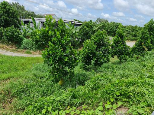 An Giang tập trung hoàn thành thắng lợi nhiệm vụ ngành nông nghiệp