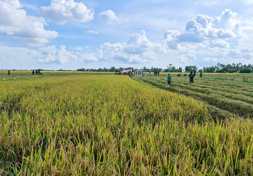 An Giang tập trung hoàn thành thắng lợi nhiệm vụ ngành nông nghiệp