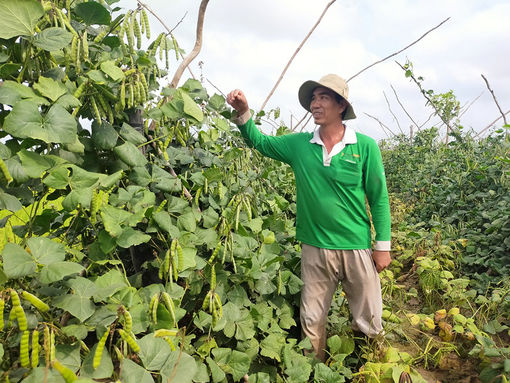 Tăng thu nhập từ mô hình trồng sắn lấy hạt