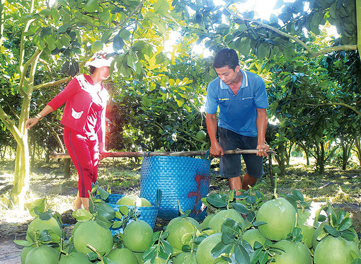 Nông dân Châu Phú “sản xuất chung”