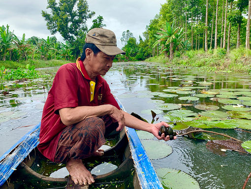 Nuôi ốc bươu đen trong ao đất