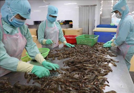 Thuỷ sản đối diện áp lực chi phí và nguyên liệu