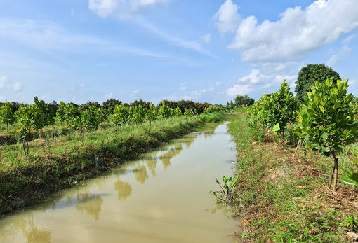 Đảm bảo đầu ra vụ thu đông