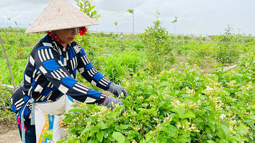 Xây dựng thương hiệu trà