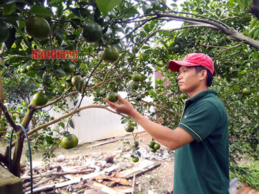 Hậu Giang: Bảo vệ vườn cây ăn trái mùa mưa