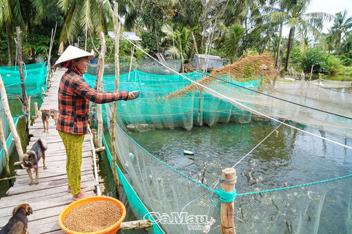 Cà Mau: Nuôi cá trong dèo lưới thu lãi cao