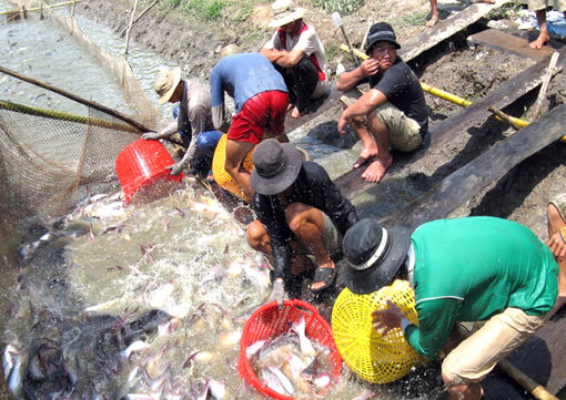 Trà Vinh: 51 xã, phường, thị trấn được hỗ trợ phí bảo hiểm nông nghiệp