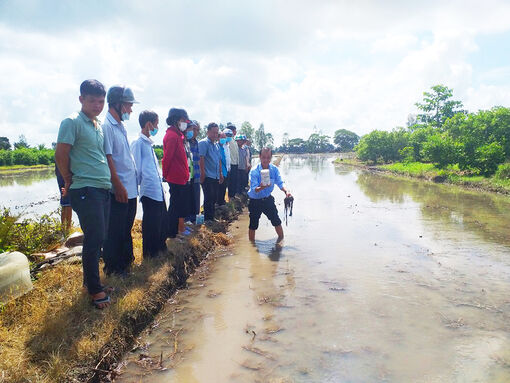 Hội Nông dân tỉnh An Giang tập huấn kỹ thuật xử lý rơm rạ cho nông dân