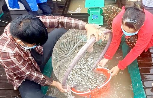 Đầu nguồn mùa nước nổi