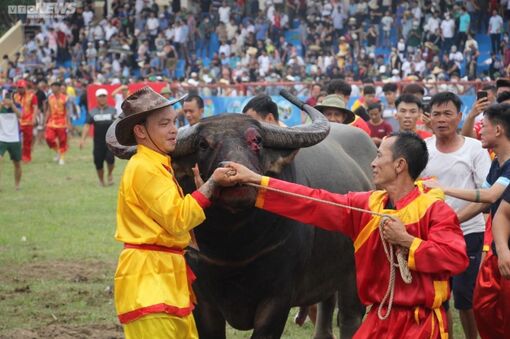 Đánh gãy sừng đối phương, trâu số 08 tiến vào chung kết và giành chức vô địch