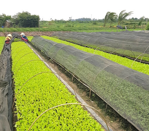 Tiềm năng và cơ hội đầu tư của Chợ Mới