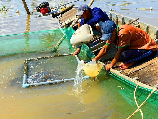 Nguồn cá linh giảm mạnh