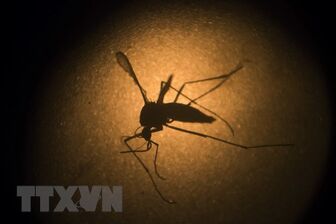 Costa Rica phát hiện ca mắc bệnh sốt xuất huyết chủng 4 sau 22 năm