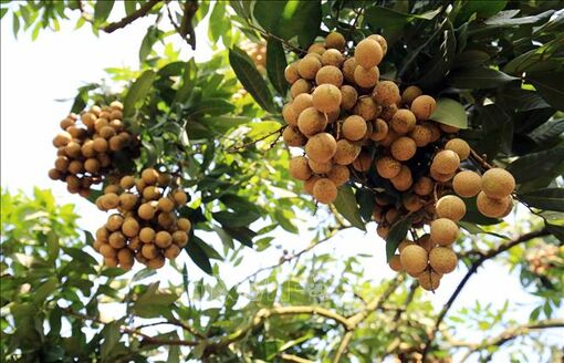 Trồng nhãn VietGAP thu lãi gấp 2 lần, tránh tình trạng được mùa mất giá