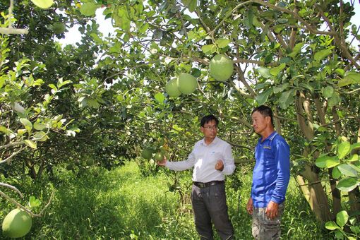 Long An: Bảo vệ vườn cây ăn trái mùa mưa, lũ