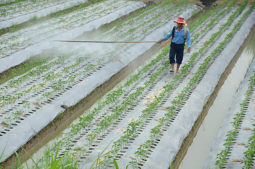 An Giang phát triển kinh tế tập thể, hợp tác xã trong nông nghiệp