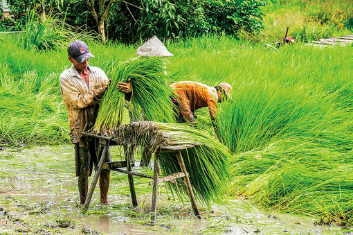 Cà Mau: Vào mùa cấy