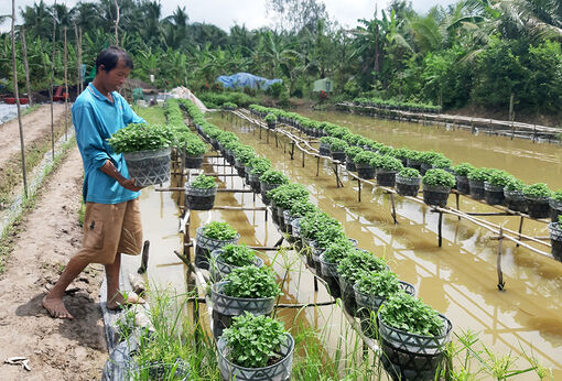 Nông dân xuống giống chuẩn bị hoa Tết