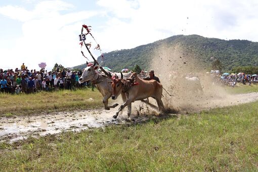25 đôi bò huyện Tri Tôn tranh tài quyết liệt