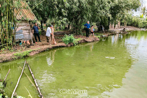 Cà Mau: Kỳ vọng vụ cá bội thu