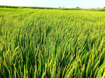 Hạn chế chuyển đổi đất trồng lúa sang đất phi nông nghiệp