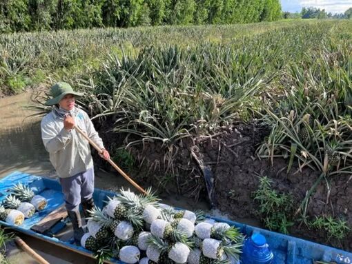 Cây khóm MD2 'bén duyên' vùng đất trũng phèn Sóc Trăng