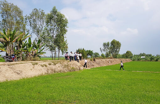 Cơ hội cho lúa gạo