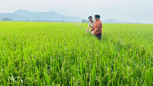 Chủ động chăm sóc lúa thu đông