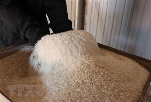 Doanh nghiệp ngành gạo Việt Nam có thể đón đầu xu hướng tăng giá