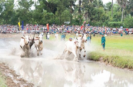 Sôi nổi đua bò Bảy Núi