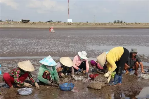 Tiền Giang: Nghêu được giá, người nuôi phấn khởi