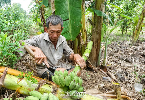 Niềm tin nơi cánh rừng tràm