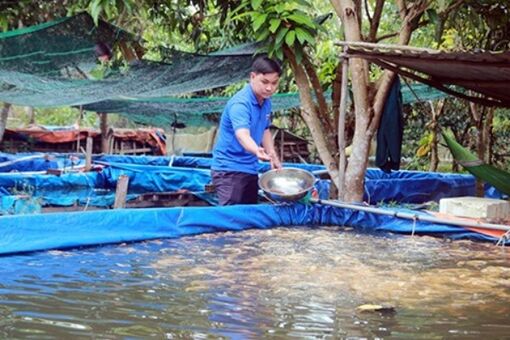 Hậu Giang: Khởi nghiệp thành công với cá kiểng có tên lạ