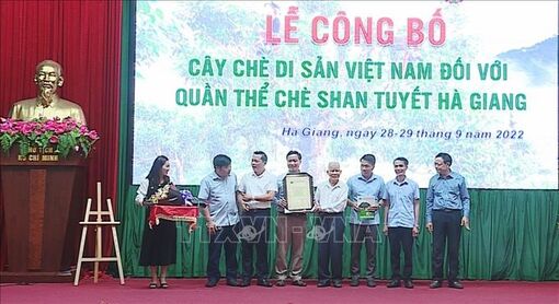 Hơn 1.300 cây chè Shan Tuyết tại Hà Giang được công nhận là Cây Di sản Việt Nam