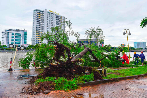 Khắc phục cây ngã đổ do ảnh hưởng cơn bão Noru