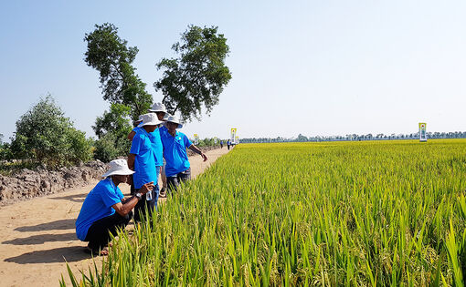 An Giang: Ngành nông nghiệp nỗ lực tăng trưởng