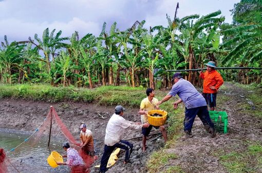 Thăng trầm cá bổi U Minh