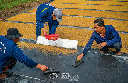 Cà Mau: Cấy lúa công nghệ mới