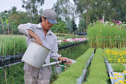 Mong chờ vụ hoa Tết