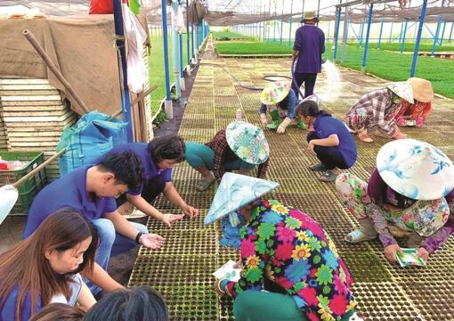 Thanh niên liên kết phát triển kinh tế