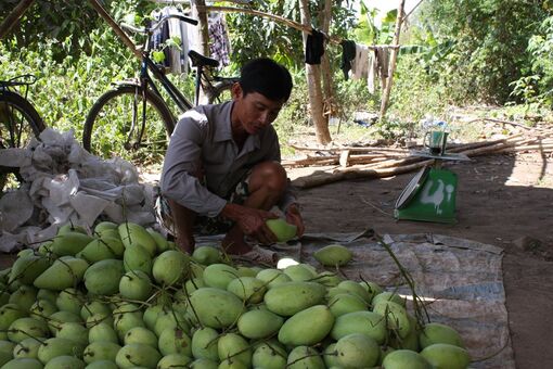 Tiếp tục chuyển đổi cơ cấu cây trồng