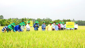 Châu Phú hướng đến phát triển nông nghiệp bền vững