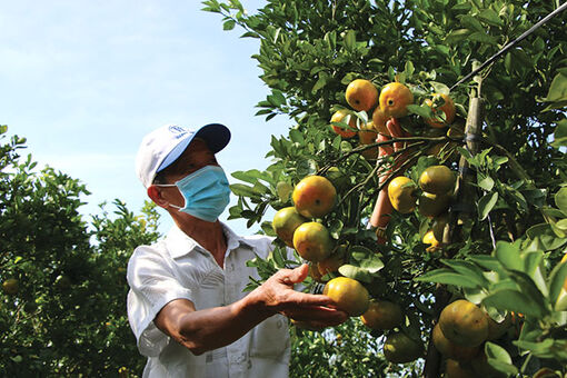 Đồng Tháp: Huyện Lai Vung phát triển kinh tế nông nghiệp theo hướng liên kết, an toàn